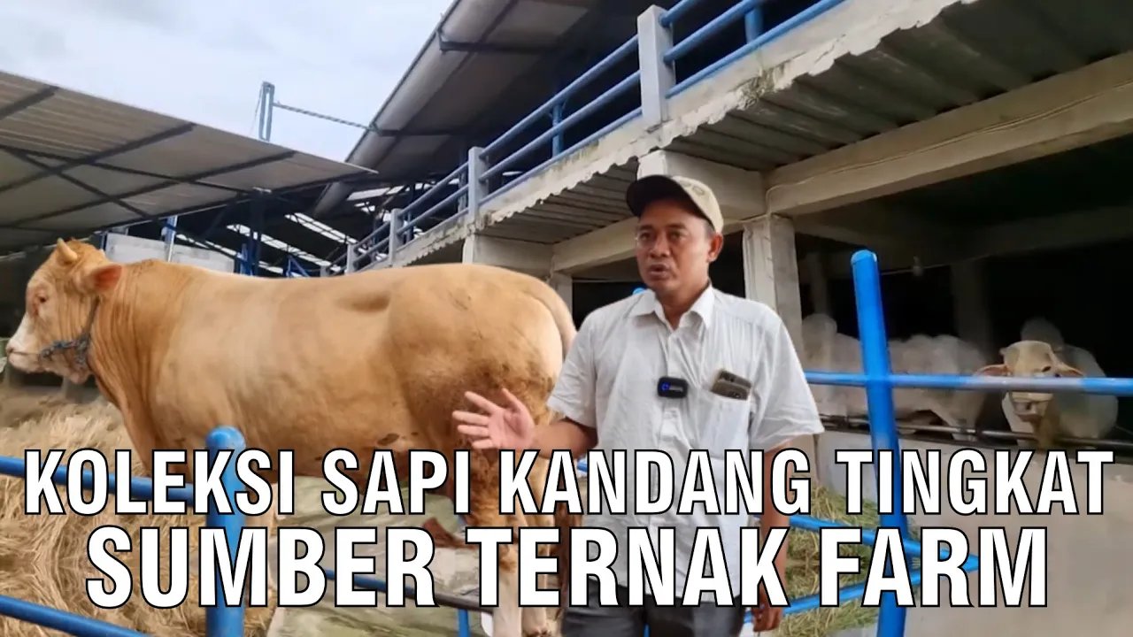 
                                 Koleksi-Kandang-Sapi-Tingkat-Sumber-Ternak-Farm